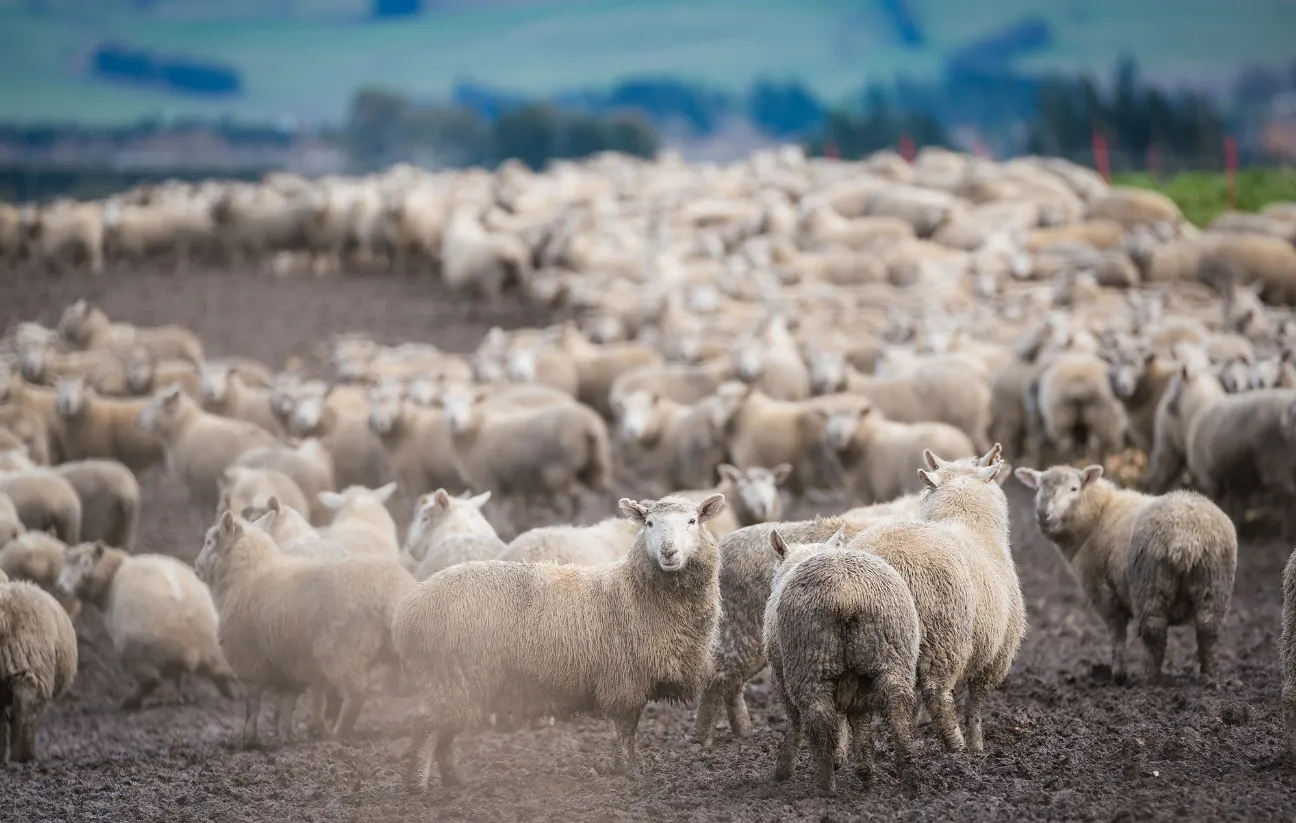 sheep on farm