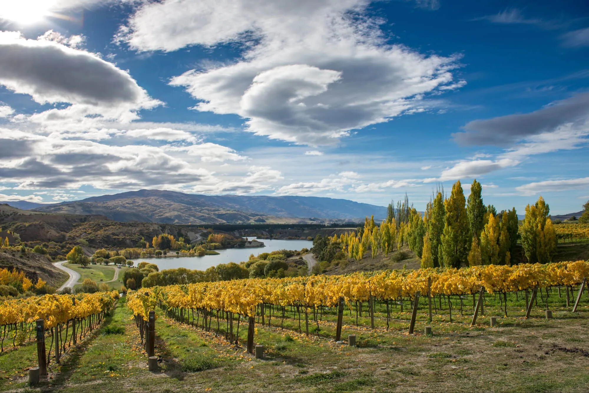 central otago vineyard